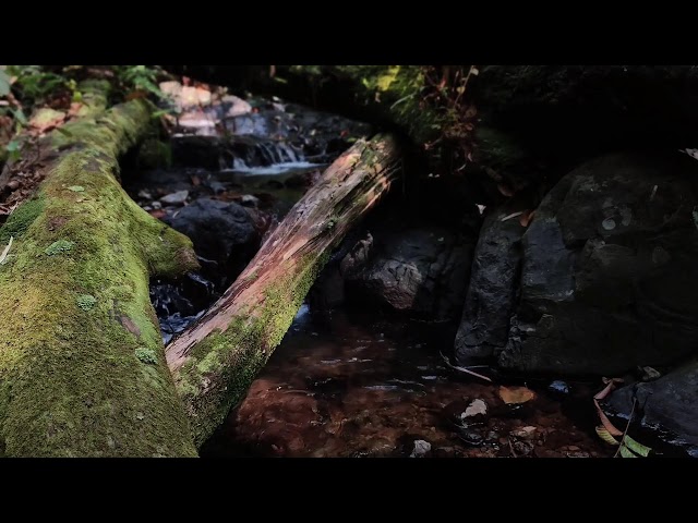 Relaxing Music, Sleep Music, Water Sounds, Meditation Music, Peaceful Piano for Deep Rest