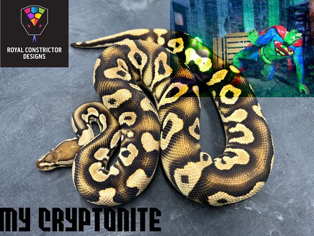 My CRYPTONITE!  RARE Crypton project!