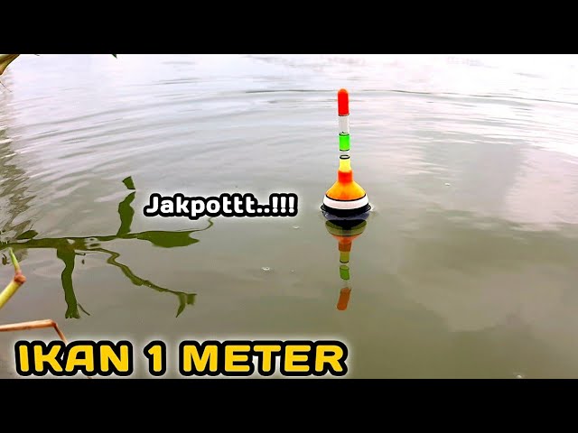 Amazing Fishing: Throw Shrimp Bait and Catch Immediately