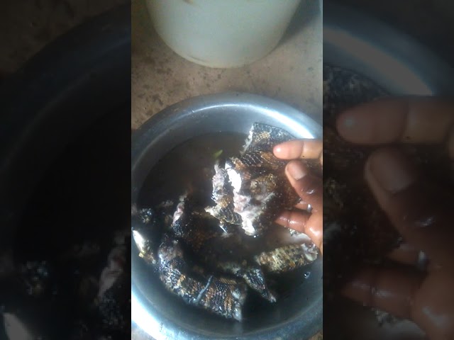 FRESH  SNAKE MEAT cooking python