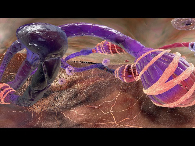 spleen microscopy VR ultimate injected