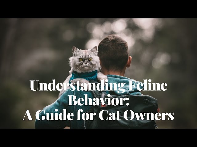 Understanding Feline Behavior | A Guide for Cat Owners