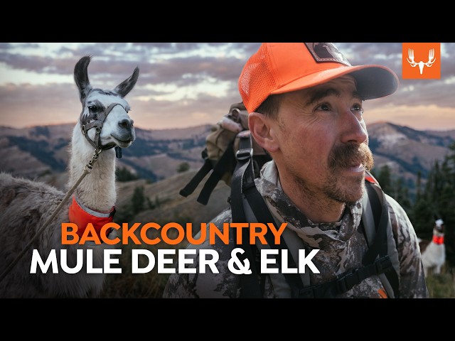 Backcountry Hunting with Llamas | Cal in the Field