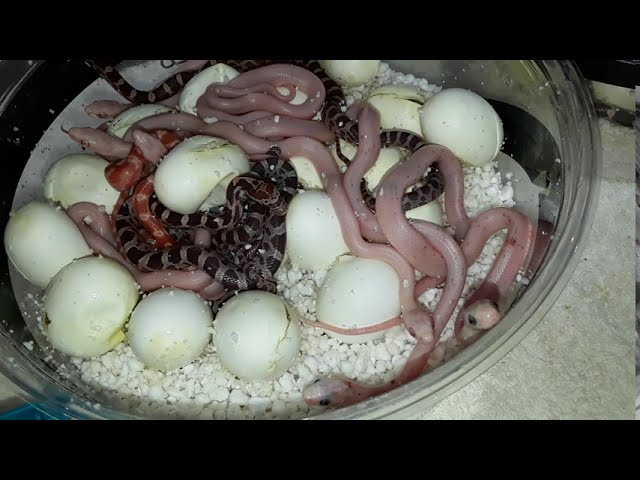 Corn snakes hatching!!