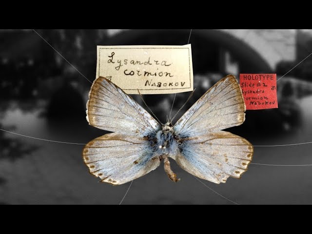Nabokov's Butterflies - Shelf Life 360