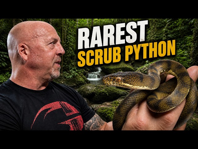 I FOUND THE RAREST SCRUB PYTHON