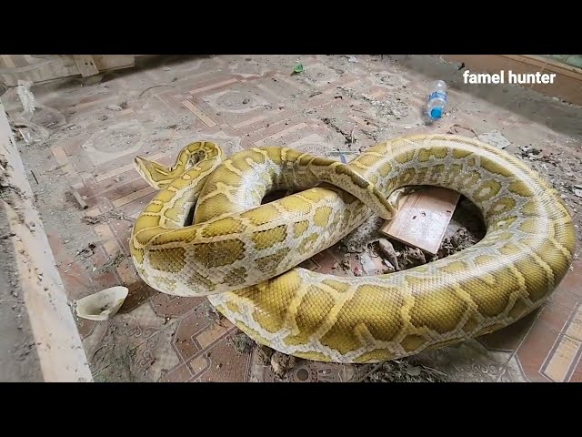 Brave Expert Confronts Giant Python in Abandoned House