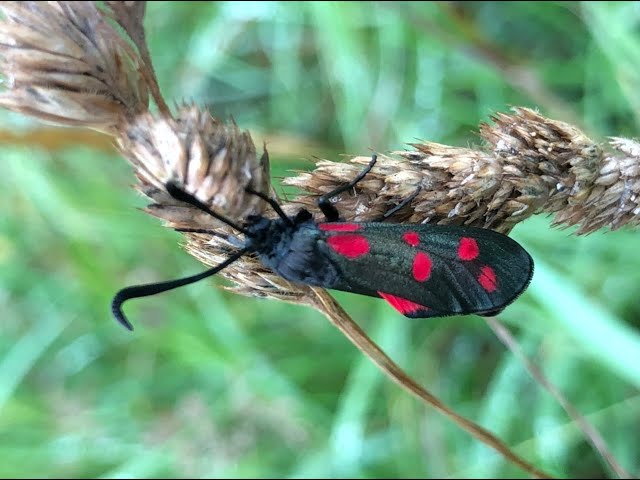One of my favorites the Six-spot Burnet Moth are emerging