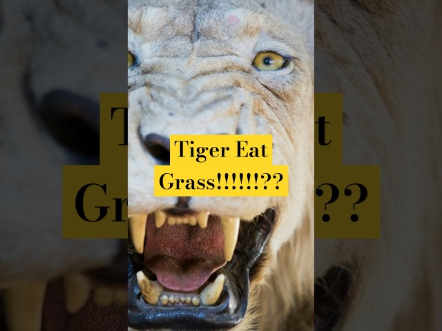 (EN) Tiger eat plant? Animal Groups Based on How they Eat (Powered By Invideo) #science