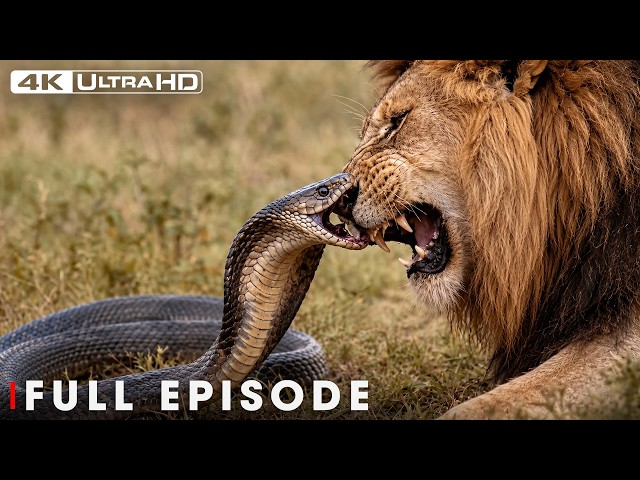 Greatest Fights In The Animal Kingdom | FULL EPISODE | Wildlife Documentary