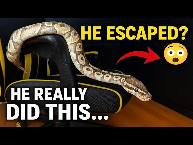My Snake Exploring…