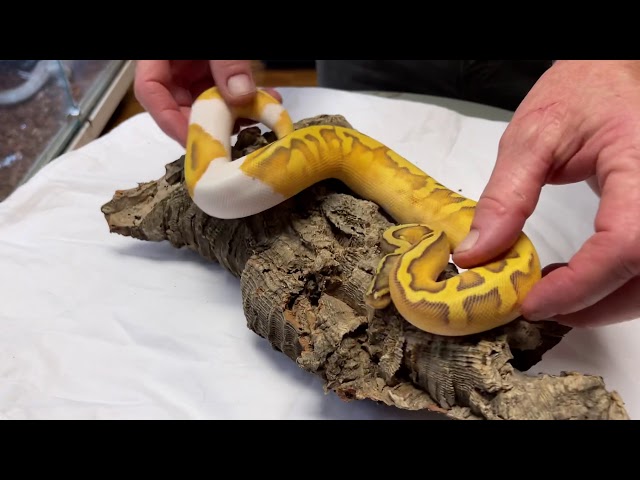 INSANE PIED BALL PYTHON COMBOS!! | Jon's Jungle