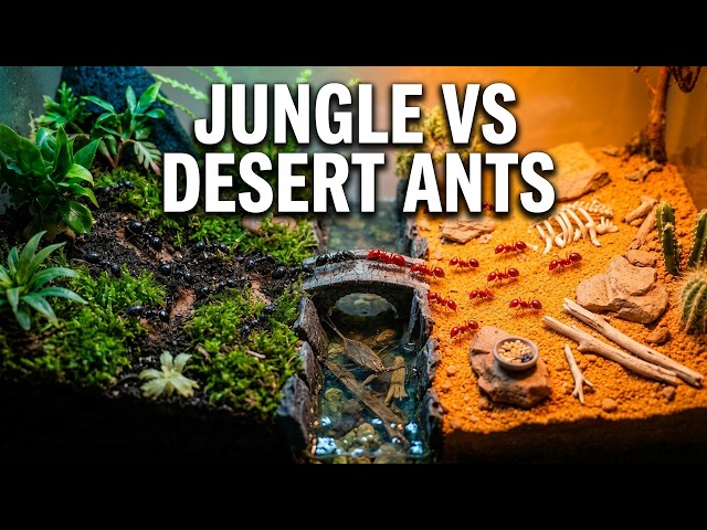 2 Ant Colonies Meet After 100 Days (1,000 Jungle Ants vs 1,000 Desert Ants War)