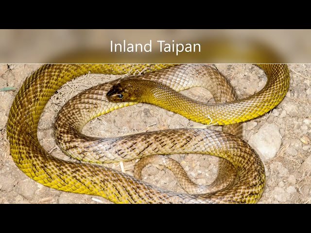 5 Most Deadliest  snakes in the World