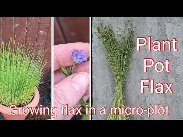 Growing Flax in a Plant Pot