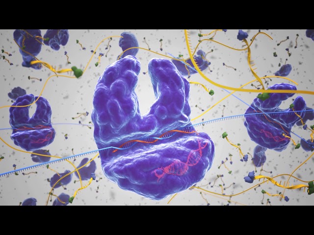 SHERLOCK: A CRISPR Tool to Detect Disease