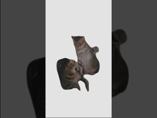 What a helpless cat😂 #coding #html