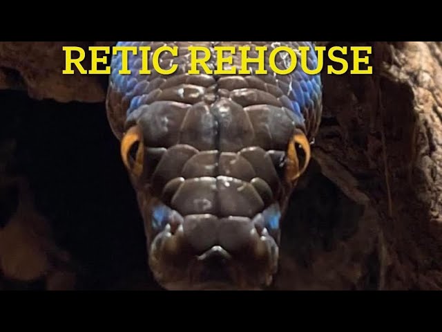 Rehousing my Kayuadi locale dwarf reticulated Python