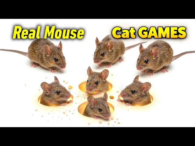 CAT TV - REAL Mouse for Cats to Watch - Cat GAMES 🐀 Rat Videos for Cats to Watch