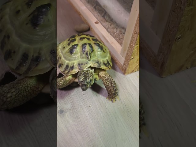 Schildkröte trifft Schlangen 💚 | 🐢 Viking Turtle Olaf #shorts