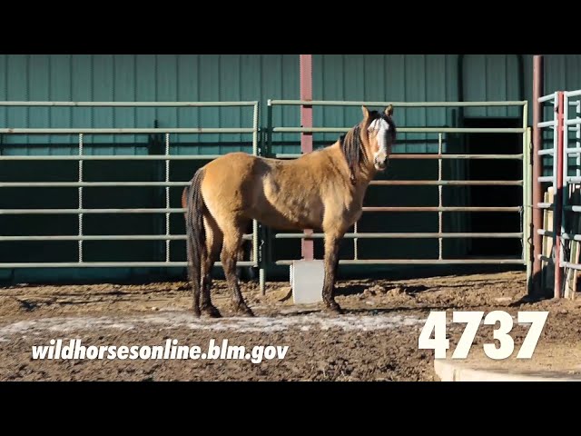 Wild horse adoption: Winter 2020