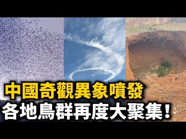 Strange! Bird flocks gather again in various places! A vast expanse of birds fills the skies abov...