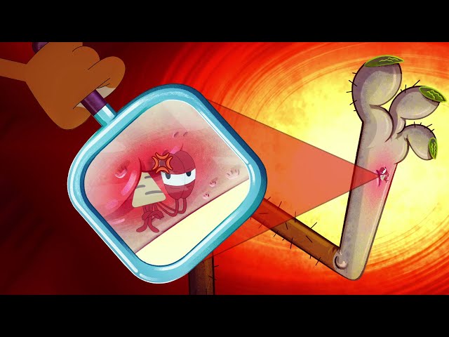 Zig & Sharko 😂 TINY TINKY BERNIE - Compilation in HD