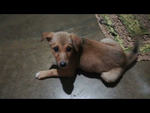 Toto vs Bantu