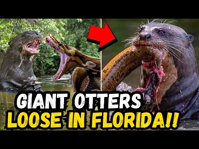 🚨 FLORIDA'S SECRET WEAPON: Giant River Wolves Unleashed Against Python Invasion!