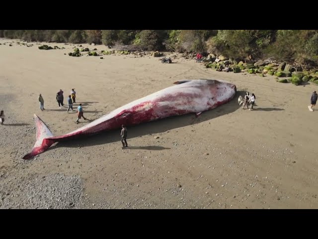 Inmensa ballena azul varada en una playa del sur de Chile