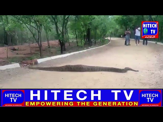 Hyderabad: Giant 20 Foot Python Spotted Inside KBR Park Banjara Hills, Peoples Panic.