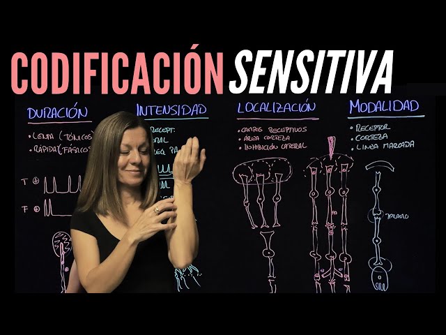 Codificación de la Información Sensitiva: modalidad, localización, intensidad y duración