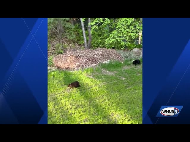 Good Vibes: U local users spotting backyard animals