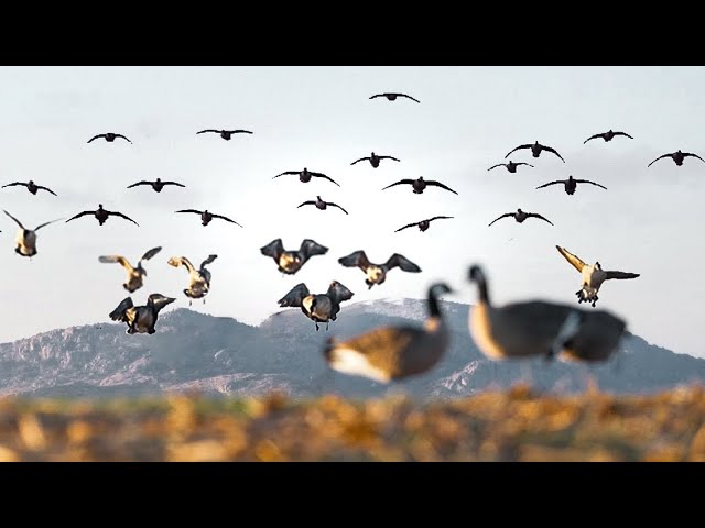 3 FLOCKS 60 BIRDS! OKLAHOMA MOUNTAIN HUNT!