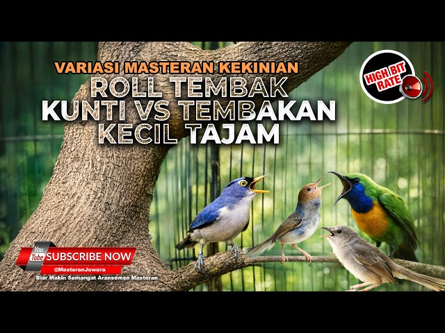 🔴 Live Masteran Terbaik Murai Batu 2026 Cucak Cungkok Gacor Kenari Sejalur Nembak RPM Gacor Prenjak