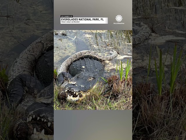 Alligator Devours Invasive Python in Florida