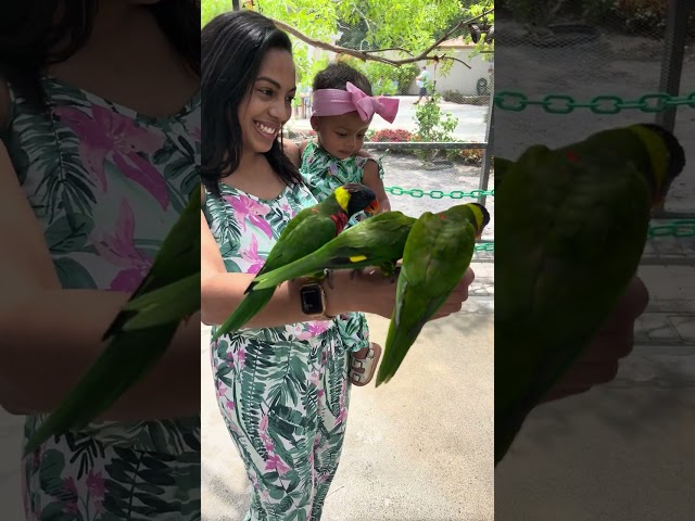 Scout & Brit Parrot