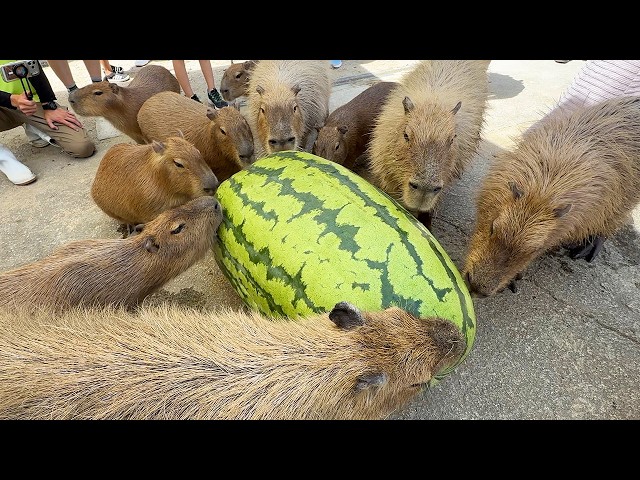 Capybaras vs Giant Watermelon at Nagasaki Bio Park, Japan! 🍉