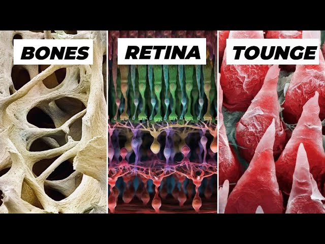 Objects Under Electron Microscope! (Part-2)