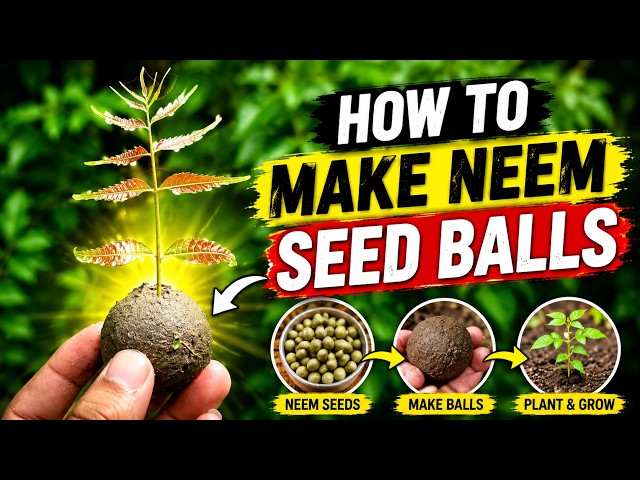 Turn Neem Seeds into Trees | Simple Seed Ball Method Anyone Can Try