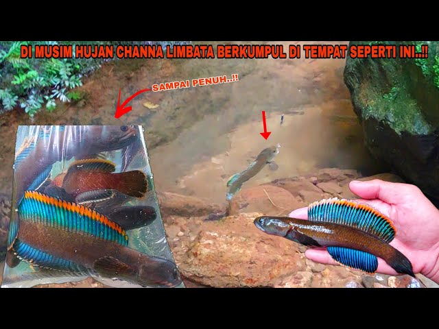 SO LUCKY..!! Fishing for Channa Limbata Fish in the River After Rain Automatic Harvest