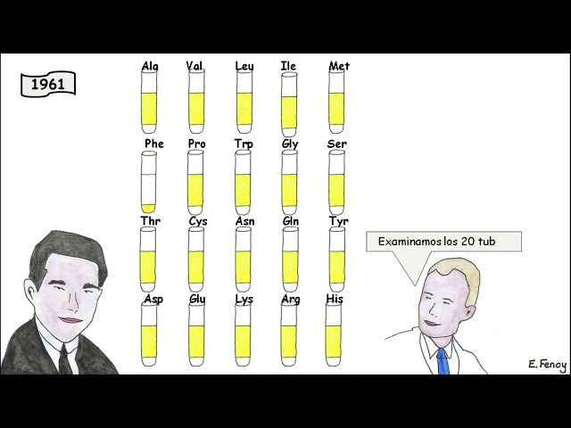 The Genetic Code: From Codons to Amino Acids.