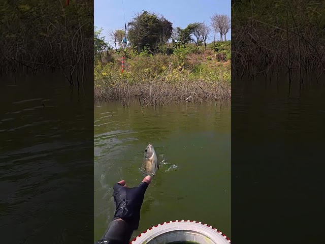 Great catch