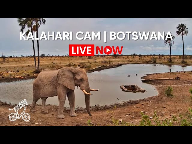 Kalahari Salt Pan | Conservation Live Cam