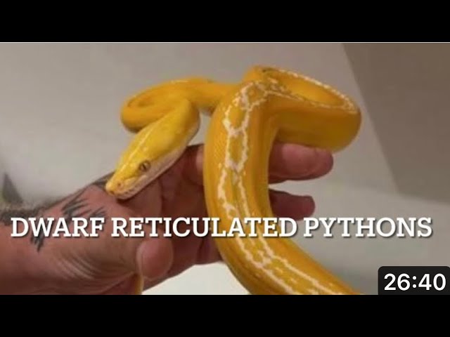 SNAKES  Dwarf Retics  and how to keep them