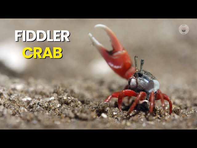 Fiddler Crab Explained | The Tiny Dancer of the Seashore