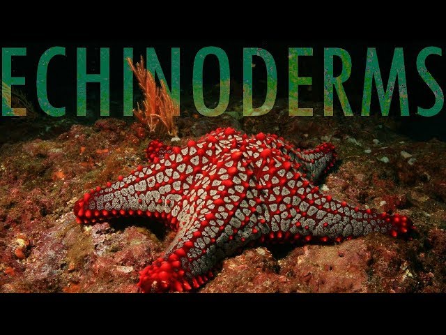 The Evolution of Echinoderms