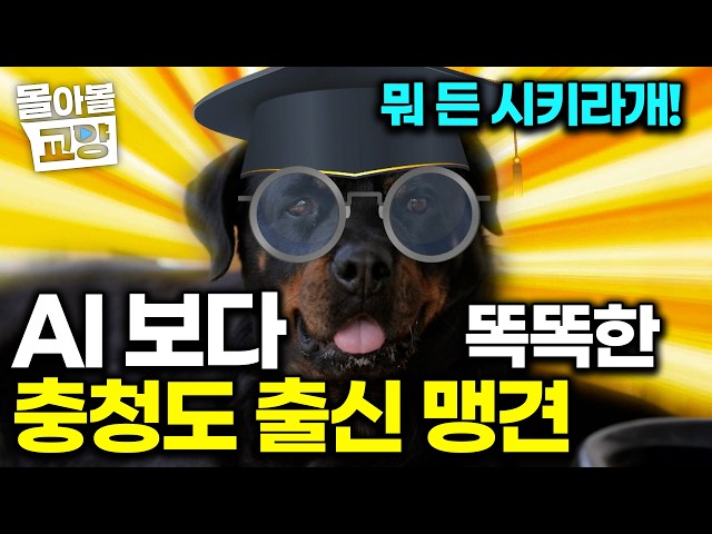 LOL, It Does Everything I Tell It To!!!!!! The Genius Rottweiler That Rules a Countryside Village...
