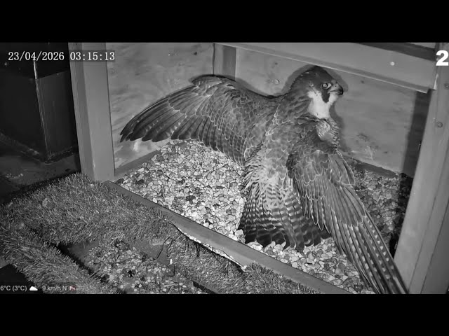 Frousse nocturne pour Ziva, 23 avril 2026