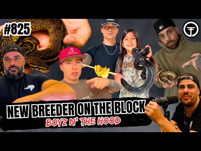 Ball Python Morphs That Go GREAT Together | New Breeder On The Block Ep.825 (Live)